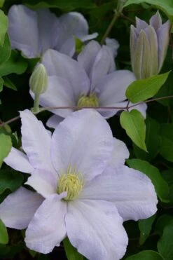 Chelsea Clematis - 1 Gallon Pot 9 Chelsea Clematis - 1 Gallon Pot -Botanhush Sales clematis chelsea 4