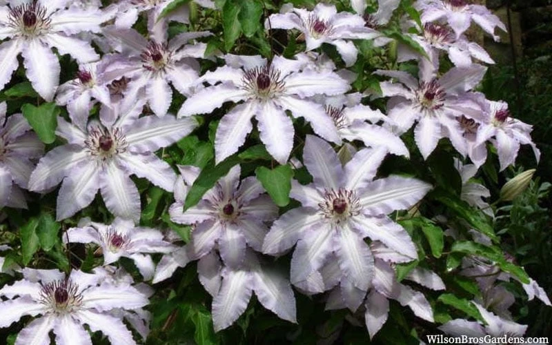 Clair De Lune Clematis - 1 Gallon Pot 5 Clair De Lune Clematis - 1 Gallon Pot - Image 5