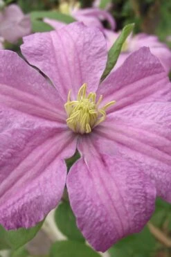 Comtesse De Bouchaud Clematis - 1 Gallon Pot 10 Comtesse De Bouchaud Clematis - 1 Gallon Pot -Botanhush Sales clematis comtesse de bouchaud 1