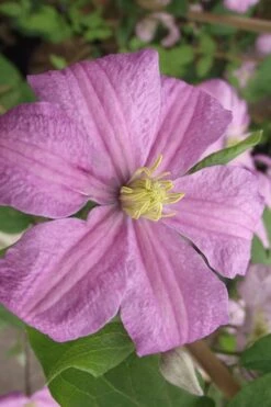 Comtesse De Bouchaud Clematis - 1 Gallon Pot 11 Comtesse De Bouchaud Clematis - 1 Gallon Pot -Botanhush Sales clematis comtesse de bouchaud 2