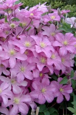 Comtesse De Bouchaud Clematis - 1 Gallon Pot 9 Comtesse De Bouchaud Clematis - 1 Gallon Pot -Botanhush Sales clematis comtesse de bouchaud 3