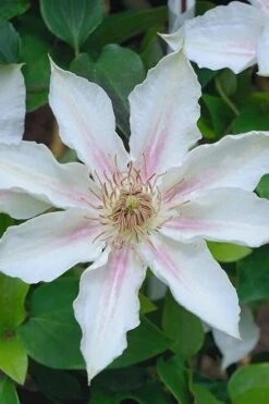 Corinne Clematis - 1 Gallon Pot 13 Corinne Clematis - 1 Gallon Pot -Botanhush Sales clematis corinne 14