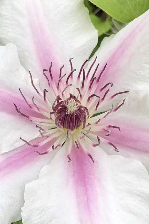 Corinne Clematis - 1 Gallon Pot 4 Corinne Clematis - 1 Gallon Pot - Image 4