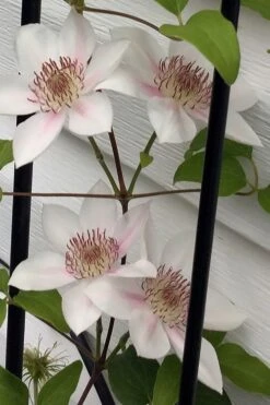 Corinne Clematis - 1 Gallon Pot 14 Corinne Clematis - 1 Gallon Pot -Botanhush Sales clematis corinne 17