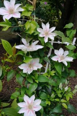 Corinne Clematis - 1 Gallon Pot 15 Corinne Clematis - 1 Gallon Pot -Botanhush Sales clematis corinne 18