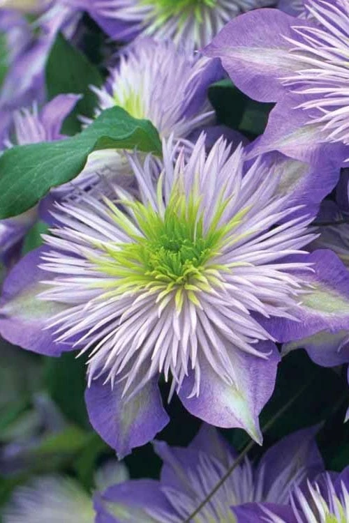 Crystal Fountain Clematis - 1 Gallon Pot 1 Crystal Fountain Clematis - 1 Gallon Pot