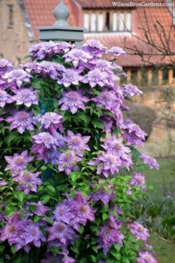 Crystal Fountain Clematis - 1 Gallon Pot 8 Crystal Fountain Clematis - 1 Gallon Pot -Botanhush Sales clematis crystal fountain 3