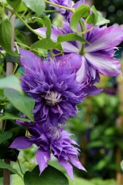 Diamantina Clematis - 1 Gallon Pot 8 Diamantina Clematis - 1 Gallon Pot -Botanhush Sales clematis diamantina 1