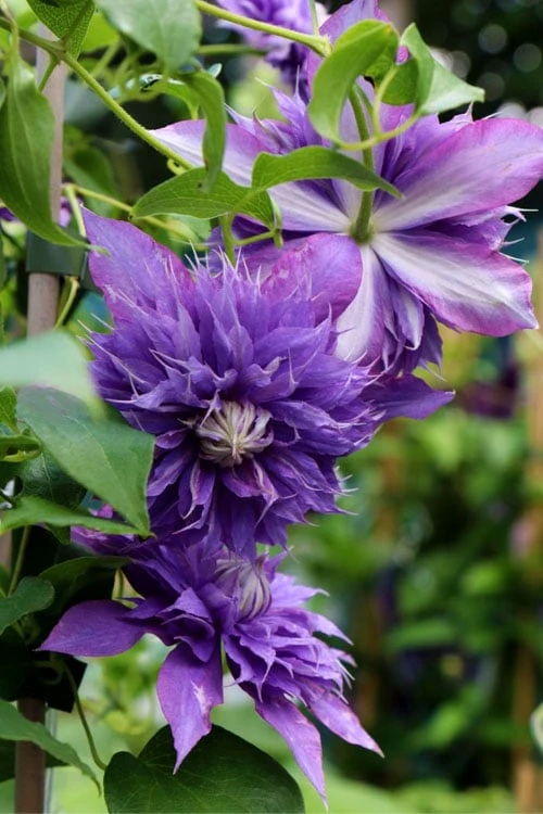 Diamantina Clematis - 1 Gallon Pot 4 Diamantina Clematis - 1 Gallon Pot - Image 4