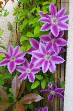 Dr. Ruppel Clematis - 1 Gallon Pot -Botanhush Sales clematis dr ruppel 11
