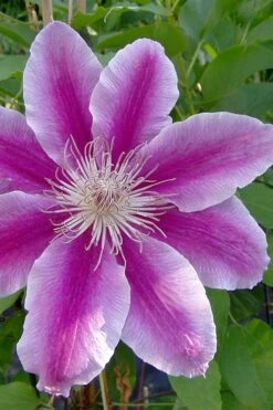 Dr. Ruppel Clematis - 1 Gallon Pot -Botanhush Sales clematis dr ruppel 2