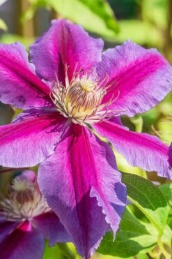 Dr. Ruppel Clematis - 1 Gallon Pot -Botanhush Sales clematis dr ruppel 3