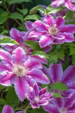 Dr. Ruppel Clematis - 1 Gallon Pot -Botanhush Sales clematis dr ruppel 4