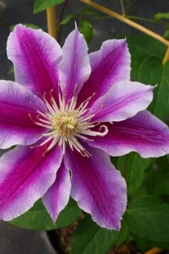 Dr. Ruppel Clematis - 1 Gallon Pot -Botanhush Sales clematis dr ruppel 7