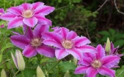Dr. Ruppel Clematis - 1 Gallon Pot -Botanhush Sales clematis dr ruppel 8