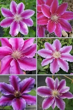 Dr. Ruppel Clematis - 1 Gallon Pot -Botanhush Sales clematis dr ruppel 9