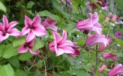 Duchess Of Albany Clematis - 1 Gallon Pot -Botanhush Sales clematis duchess of albany 5