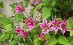 Duchess Of Albany Clematis - 1 Gallon Pot -Botanhush Sales clematis duchess of albany 6