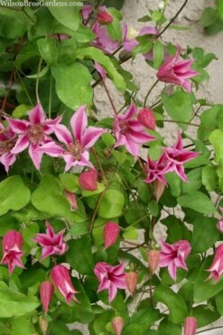 Duchess Of Albany Clematis - 1 Gallon Pot -Botanhush Sales clematis duchess of albany 7