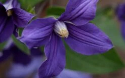 Durandii Clematis - 1 Gallon Pot 20 Durandii Clematis - 1 Gallon Pot -Botanhush Sales clematis durandii 12