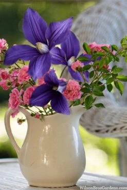 Durandii Clematis - 1 Gallon Pot 15 Durandii Clematis - 1 Gallon Pot -Botanhush Sales clematis durandii 13