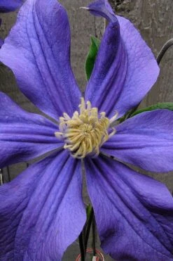 Durandii Clematis - 1 Gallon Pot 21 Durandii Clematis - 1 Gallon Pot -Botanhush Sales clematis durandii 4