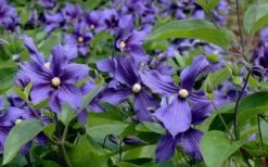 Durandii Clematis - 1 Gallon Pot 18 Durandii Clematis - 1 Gallon Pot -Botanhush Sales clematis durandii 6