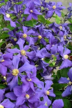 Durandii Clematis - 1 Gallon Pot 19 Durandii Clematis - 1 Gallon Pot -Botanhush Sales clematis durandii 7