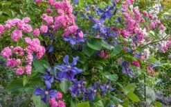 Durandii Clematis - 1 Gallon Pot 14 Durandii Clematis - 1 Gallon Pot -Botanhush Sales clematis durandii 8