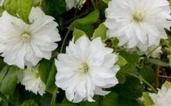 Duchess Of Edinburgh Clematis - 2 Gallon Pot -Botanhush Sales clematis duschess of edinburgh 3 1