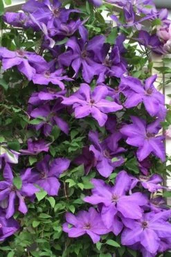 Elsa Spath Clematis - 1 Gallon Pot -Botanhush Sales clematis elsa spath 9
