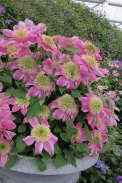 Empress Clematis - 1 Gallon Pot 7 Empress Clematis - 1 Gallon Pot -Botanhush Sales clematis empress 4