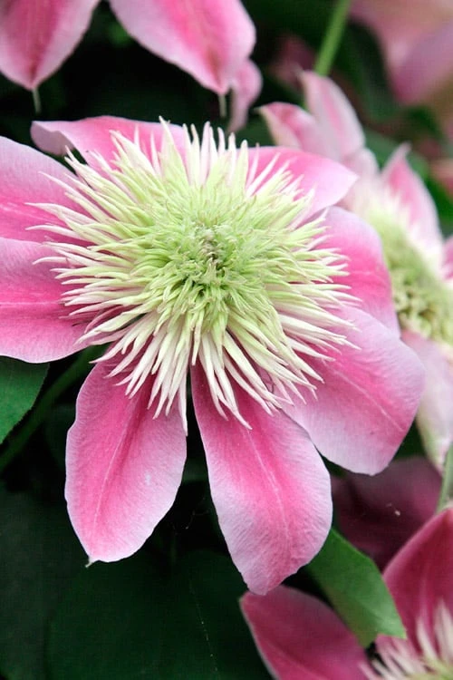 Empress Clematis - 1 Gallon Pot 1 Empress Clematis - 1 Gallon Pot
