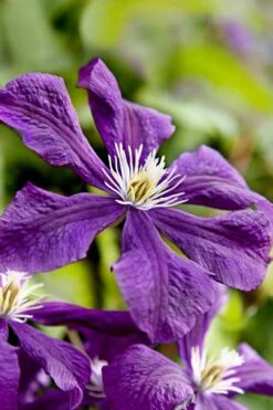 Etoile Violette Clematis - 1 Gallon Pot -Botanhush Sales clematis etoile violette 10