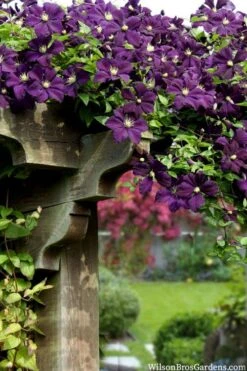 Etoile Violette Clematis - 1 Gallon Pot -Botanhush Sales clematis etoile violette 11