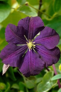 Etoile Violette Clematis - 1 Gallon Pot -Botanhush Sales clematis etoile violette 13