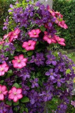 Etoile Violette Clematis - 1 Gallon Pot -Botanhush Sales clematis etoile violette 4