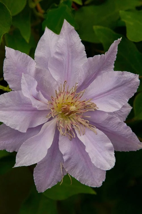 Filigree Clematis - 1 Gallon Pot 7 Filigree Clematis - 1 Gallon Pot - Image 7