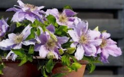 Filigree Clematis - 1 Gallon Pot 12 Filigree Clematis - 1 Gallon Pot -Botanhush Sales clematis filigree 7