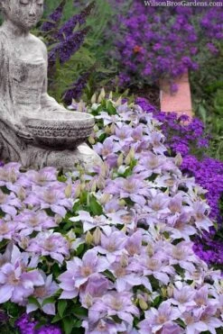 Filigree Clematis - 1 Gallon Pot 10 Filigree Clematis - 1 Gallon Pot -Botanhush Sales clematis filigree 9