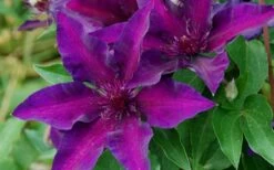 Fleuri Clematis - 1 Gallon Pot 11 Fleuri Clematis - 1 Gallon Pot -Botanhush Sales clematis fleuri 10