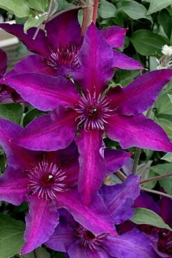 Fleuri Clematis - 1 Gallon Pot 10 Fleuri Clematis - 1 Gallon Pot -Botanhush Sales clematis fleuri 11