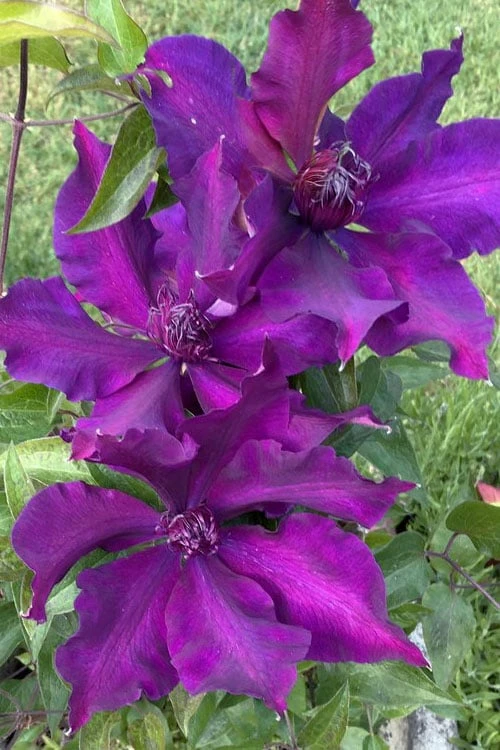 Fleuri Clematis - 1 Gallon Pot 1 Fleuri Clematis - 1 Gallon Pot