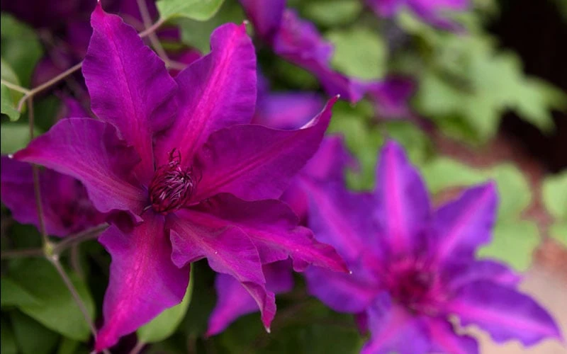 Fleuri Clematis - 1 Gallon Pot 4 Fleuri Clematis - 1 Gallon Pot - Image 4