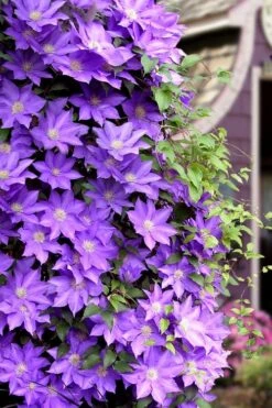 General Sikorski Clematis - 1 Gallon Pot -Botanhush Sales clematis general sikorski 11