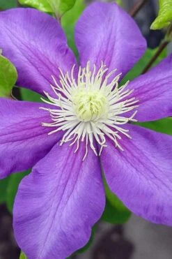 General Sikorski Clematis - 1 Gallon Pot -Botanhush Sales clematis general sikorski 8