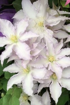 Gillian Blades Clematis - 1 Gallon Pot -Botanhush Sales clematis gillian blades 500x750 1