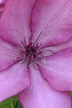 Giselle Clematis - 1 Gallon Pot -Botanhush Sales clematis giselle 10