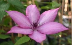 Giselle Clematis - 1 Gallon Pot -Botanhush Sales clematis giselle 11