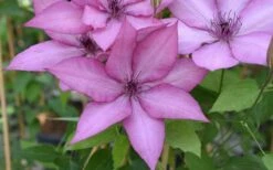 Giselle Clematis - 1 Gallon Pot -Botanhush Sales clematis giselle 12